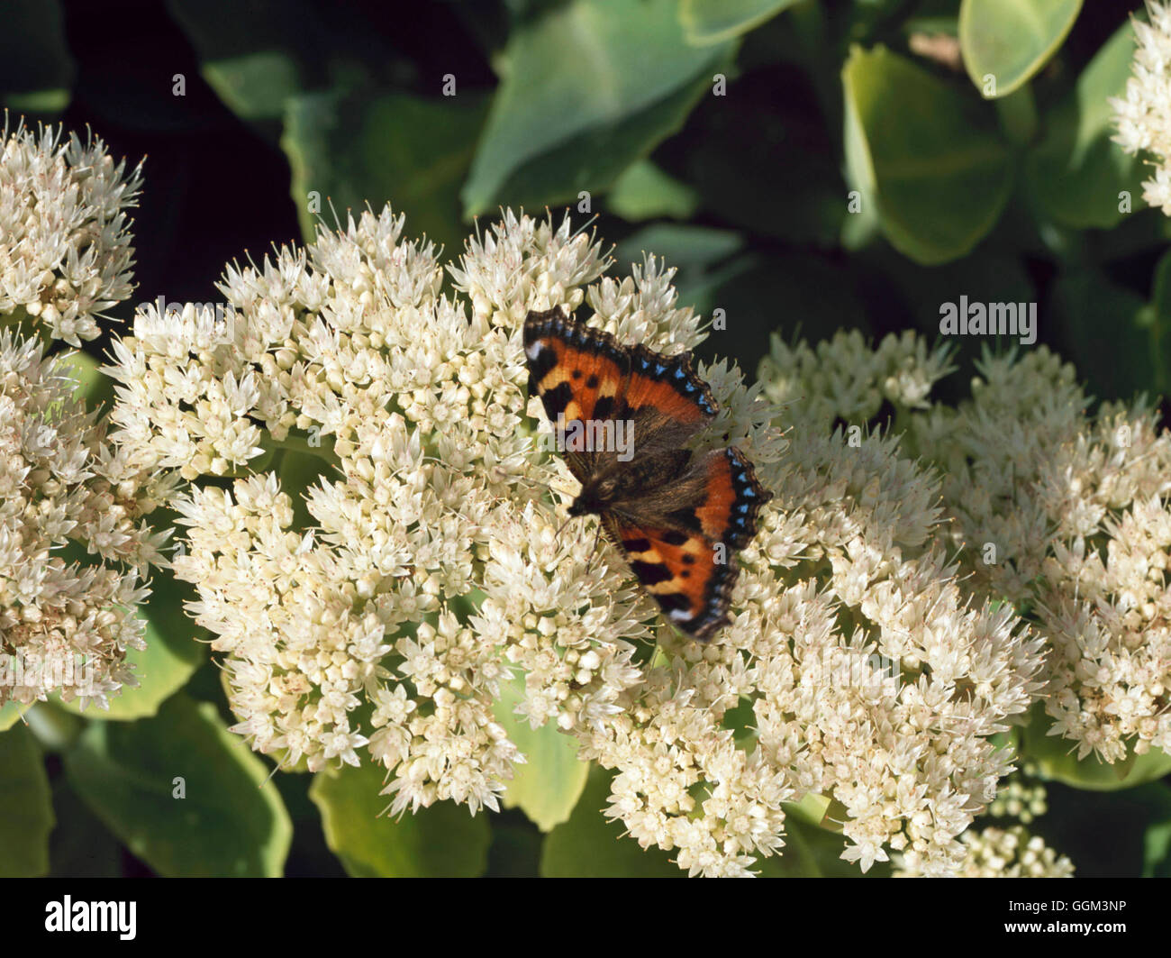 Butterflies - Small Tortoiseshell on Sedum spectabile `Stardust' - (Algais urticae)   PES109627 Stock Photo